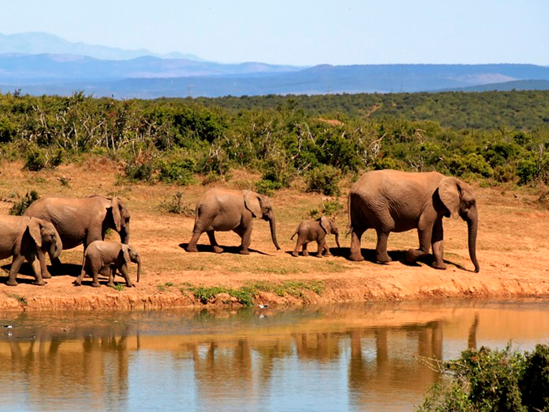 Cosa aspettarsi da un safari in Kenya?